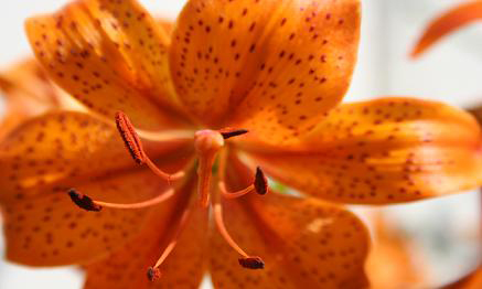 Tiger Lily