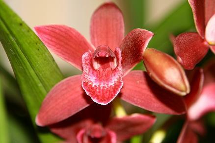 Red Orchid