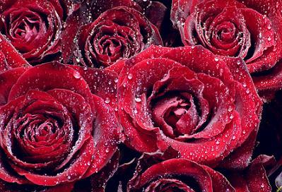 red roses fall wedding